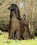 Afghan Hound 9P032D-201